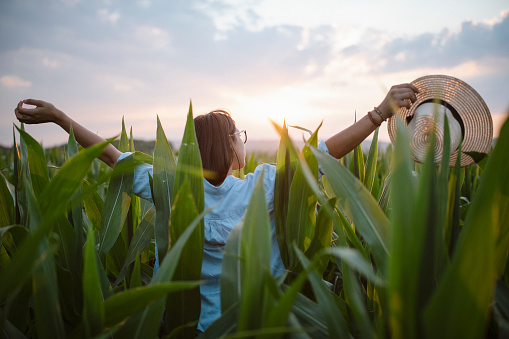 Woman enjoyment with outstretched arms in corn agriculture fields at sunset.