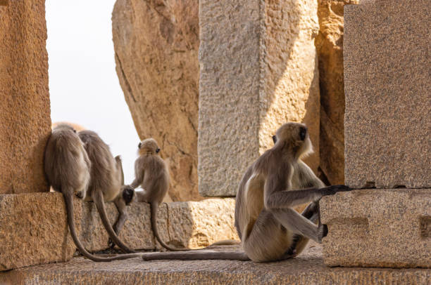 istock Monkey group inside temple ruin at Sunset Hill, Hemakatu, Hampi, Karnataka, India. 1287120726