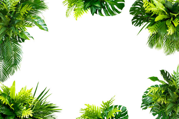 抽象的な緑の葉のテクスチャ、自然の背景、熱帯の葉 - fern textured nature tree ストックフォトと画像