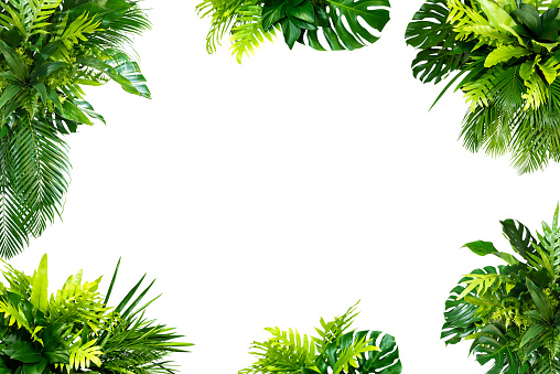Monstera and palm and tropical leaves foliage plant bush floral arrangement nature backdrop isolated on white background,