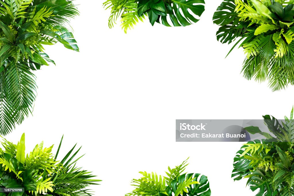 abstract green leaf texture, nature background, tropical leaf Monstera and palm and tropical leaves foliage plant bush floral arrangement nature backdrop isolated on white background, Rainforest Stock Photo