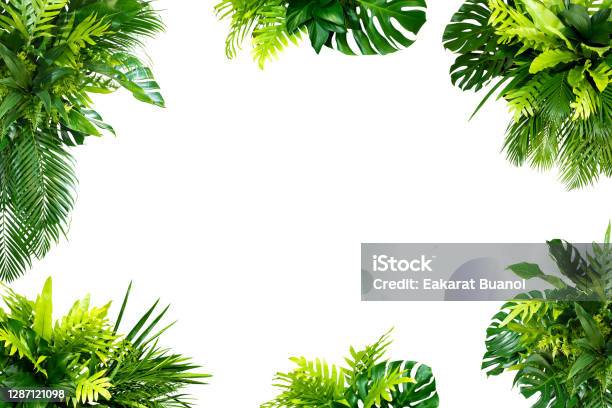 Abstract Green Leaf Texture Nature Background Tropical Leaf Stock Photo - Download Image Now