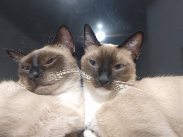 istock Cats are the best. 1287121109