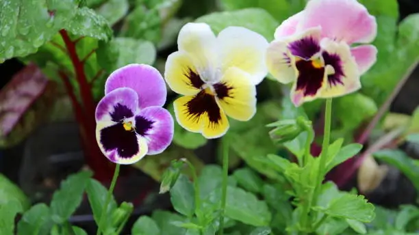 Blooming purple and yellow pansy flower in home garden