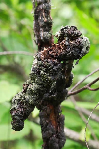 istock Macro view of black knot on a cherry branch 1287121585
