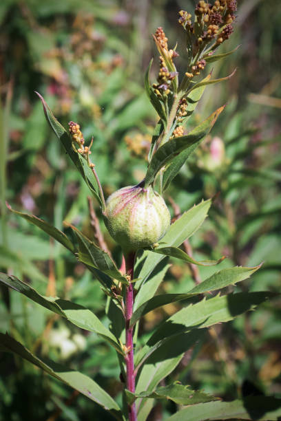 A gall ball growth on a Solidago plant A gall ball growth on a Solidago plant. gall mite stock pictures, royalty-free photos & images