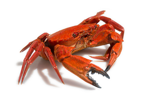 close-up of a Galician velvet crab on white background