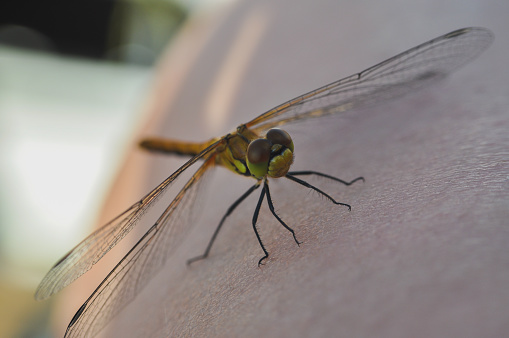 green dragonfly sit on a human skin closeup