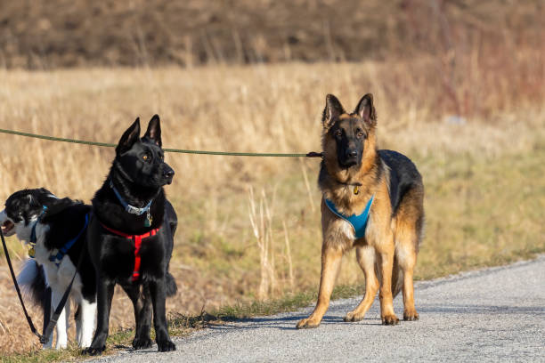 istock Walk with dogs in the countryside 1287124290