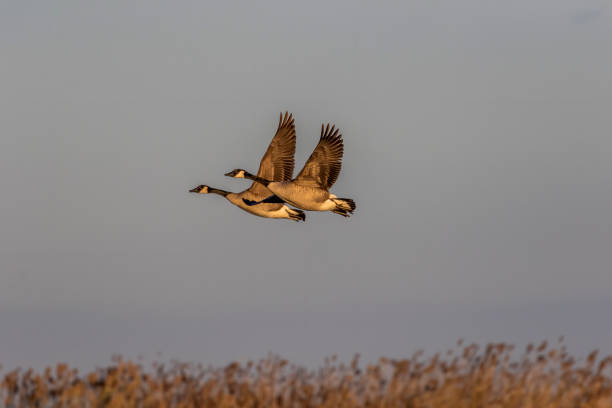 Canadian geese in flight, natural scene from Wisconsin. Natural scene from lake Michigan in Wisconsin. canada goose photos stock pictures, royalty-free photos & images