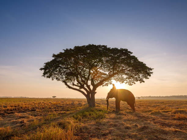 istock Silhouette elephants with mahouts under the tree and walking in the rice fields after harvest season during sunrise in the morning at the elephant village Surin Thailand 1287128940