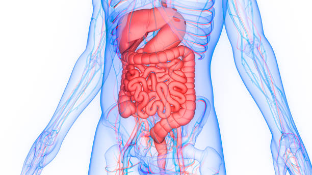 anatomie du système digestif humain - infection du tube intestinal photos et images de collection