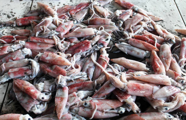 istock Fresh squid for sale at a market 1287130963