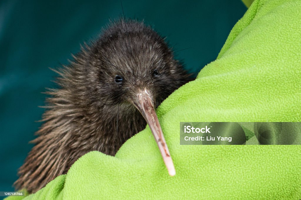 Rowi kiwi Rowi are the rarest of five species of kiwi in New Zealand.Rowi are the endemic birds, only around 600 left. Kiwi Bird Stock Photo