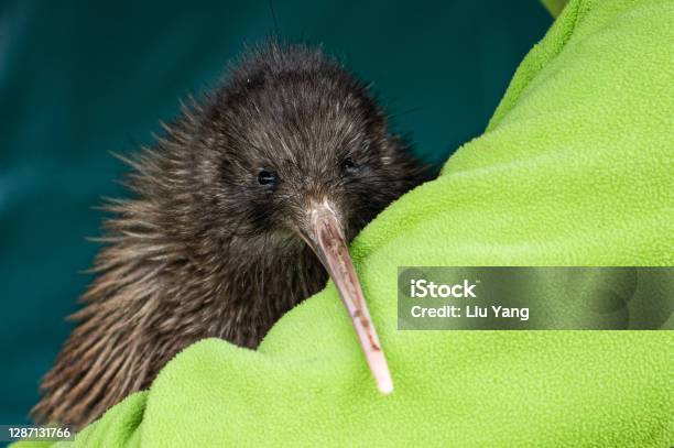 Rowi Kiwi Stock Photo - Download Image Now - Kiwi Bird, New Zealand Culture, New Zealand