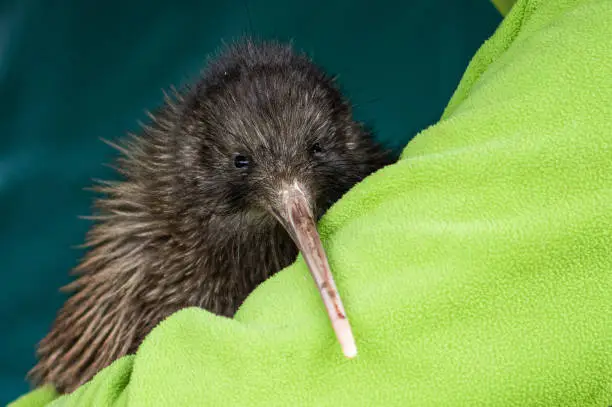 Rowi are the rarest of five species of kiwi in New Zealand.Rowi are the endemic birds, only around 600 left.
