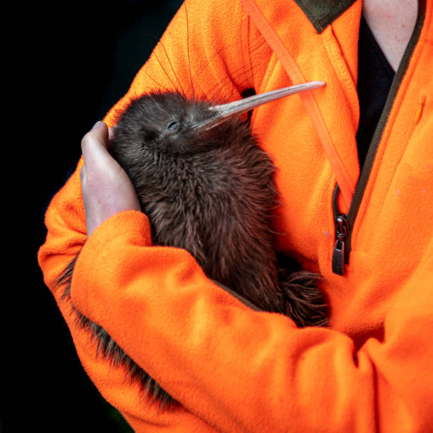 Kiwi Bird Stock Photos, Pictures & Royalty-Free Images - iStock Kiwi Bird Stock Photos, Pictures & Royalty-Free Images - iStock