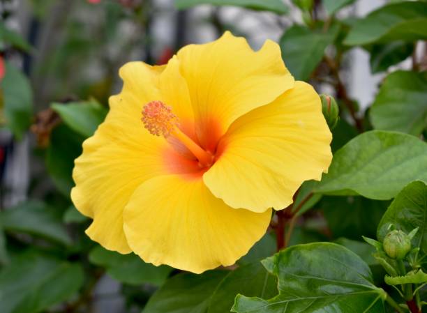 istock Bright yellow hibiscus flower in full bloom 1287133033