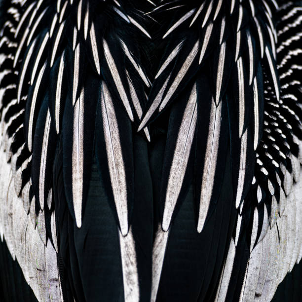 istock Close Up Texture of Anahinga Feathers 1287133573