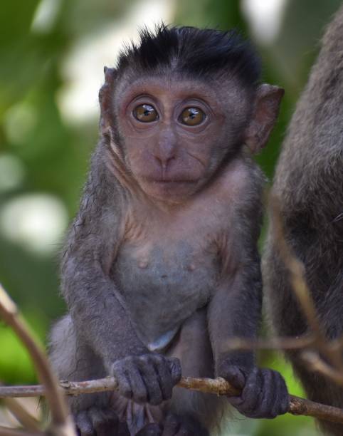 istock Cute baby macaque monkey in a tree in the jungle 1287133748