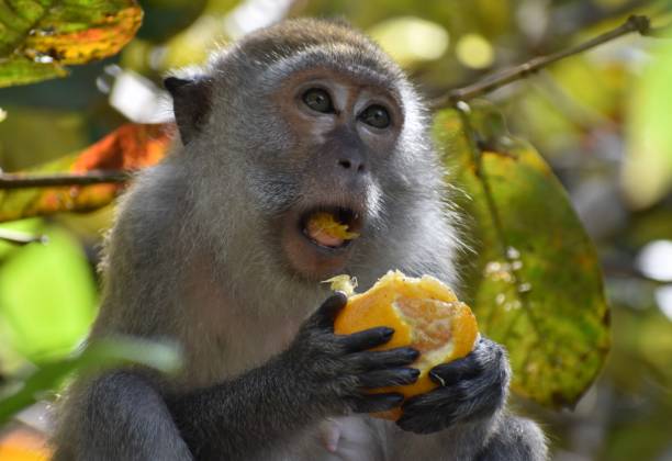 istock Cute macaque monkey eating an orange and sitting in a tree 1287133852
