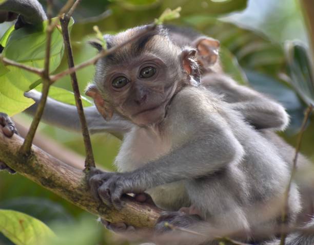 istock Cute baby macaque monkey playing in a tree in the jungle 1287133862