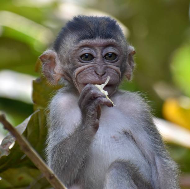 istock Cute baby macaque monkey eating fruit in the jungle 1287133893