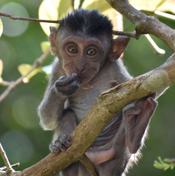 istock Cute baby macaque monkey in a tree looking at the camera 1287133903