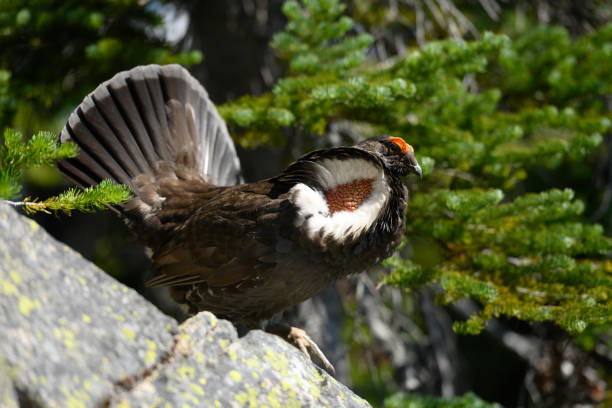 istock Flared Feathers on Chest of Male Grouse 1287133971