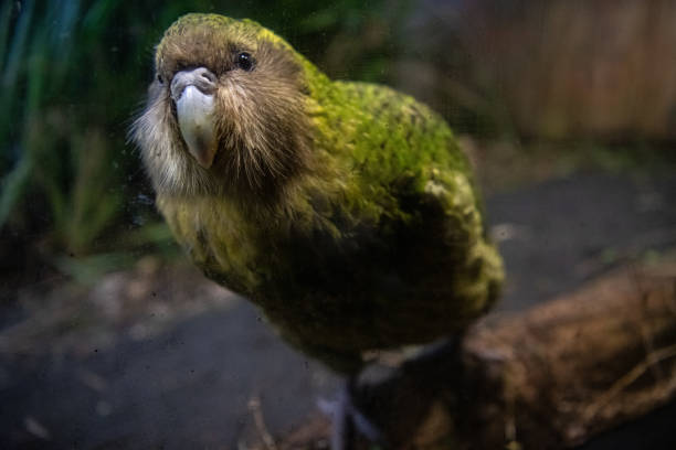 Kakapo The kākāpō is a nocturnal, flightless parrot. And its strangeness doesn't end there. It's critically endangered and one of New Zealand’s unique treasures.Sirocco is a charismatic kākāpō, national treasure and media superstar. He's also New Zealand's official Spokesbird for conservation. endemic species photos stock pictures, royalty-free photos & images