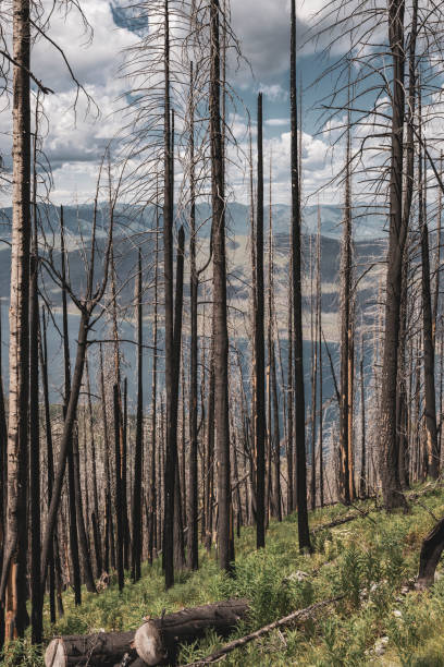 istock Healing Forest Over Lake McDonald 1287134079