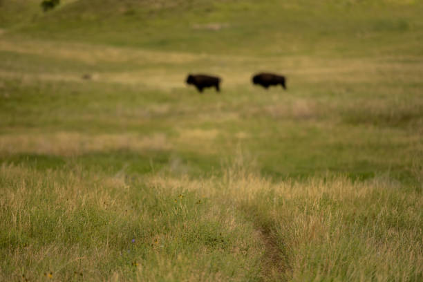 HIking Trail Leads Toward Bison Herd