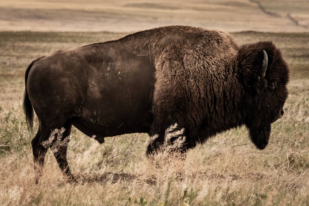 istock Muted Profile of Large Male Bison 1287134806