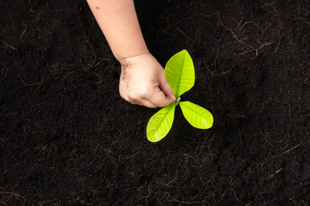 istock child hand planting young tree seedling on black soil 1287135262