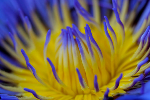 istock Close up blue yellow water lily flower petal when blooming 1287144976