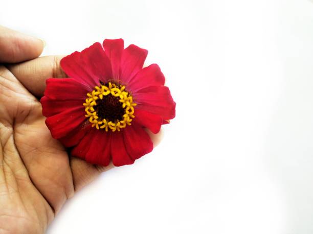 istock Flower zinnia red isolated on white background 1287146675