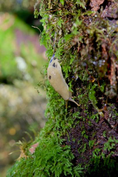 istock Pacific banana slug (ariolimax columbianus) creeps along trunk of Big Leaf Maple tree in the moss, 1287147555