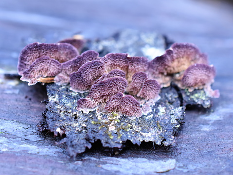 The saprophytic fungus purplepore conk Trichaptum abietinum growing on the bark of a conifer tree showing underside