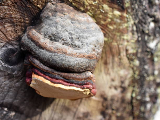 Red-belt conk Fomitopsis pinicola