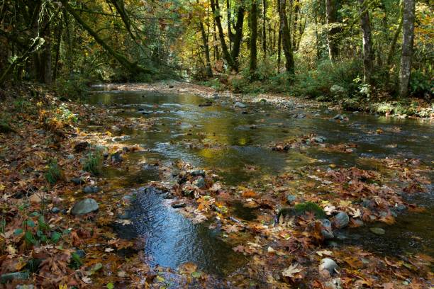 istock Goldstream River flows over autumn leaves from maple and alder trees lining its bank 1287147619