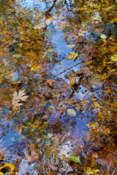 istock Big Leaf Maple leaves fill a quiet pool of Goldstream River 1287147638