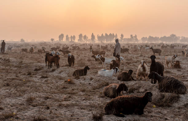 shepherds with sheep in dust nomadic life of shepherds traveling with sheep in the the dust shepherd stock pictures, royalty-free photos & images
