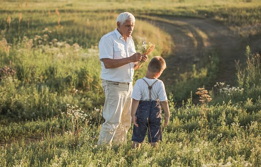 happy grandfather and grandson walking at summer meadow.  Cute boy gives flowers his old grandpa