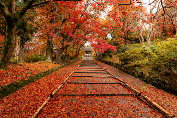 秋の間、京都のアウトスカート地区、ビシャモンドで落ちた赤い葉。