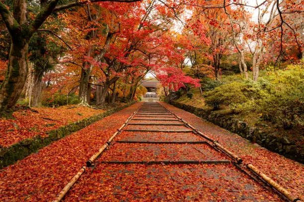 Fallen red leaves at Bishamondo, Kyoto's outskirt district during autumn.