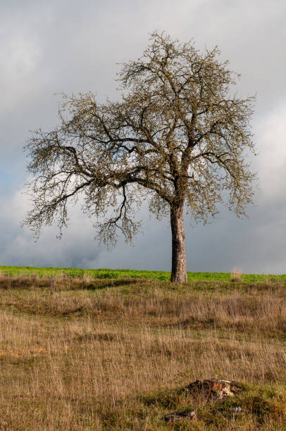 un pommier nu dans la prairie sèche - bare tree tree single object loneliness photos et images de collection