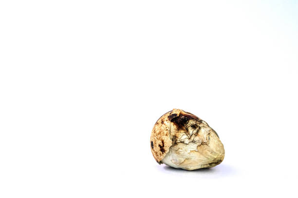 istock Damaged baby birds and eggs 1287152756
