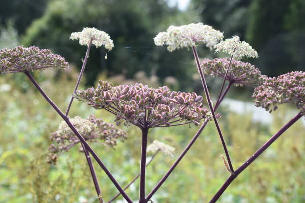 アンジェリカ・シルヴェストリス - angelica sylvestris ストックフォトと画像