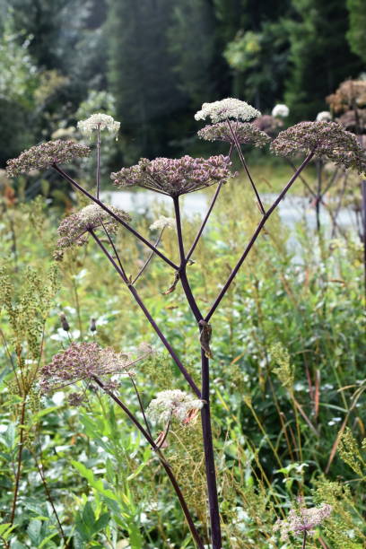 アンジェリカ・シルヴェストリス - angelica sylvestris ストックフォトと画像