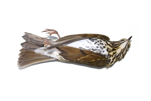 istock Fieldfare bird Turdus pilaris dead from crashing into window 1287153626